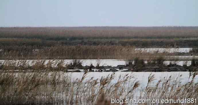 崇明东滩湿地公园观鸟记