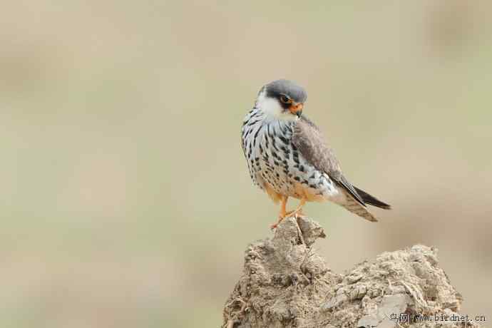 野鸭湖拍的阿穆尔隼