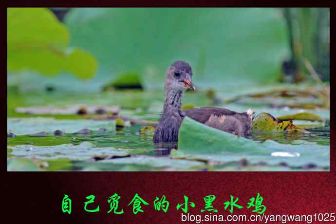 北京奥森公园的鸟类——自己觅食的小黑水鸡