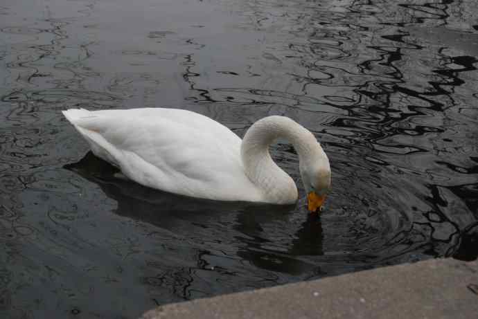 天鹅（送给小朋友GIGI）