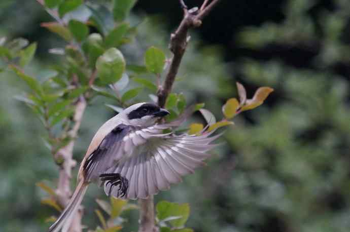 206.小伯劳成长记（2）雨中喂食