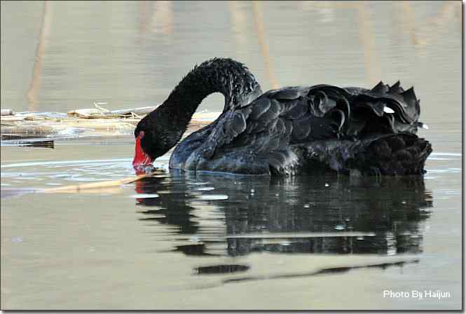 点击图片或使用键盘← →翻页