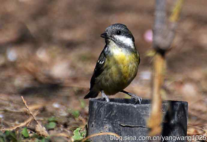 自然和谐的日坛公园（黄腹山雀）