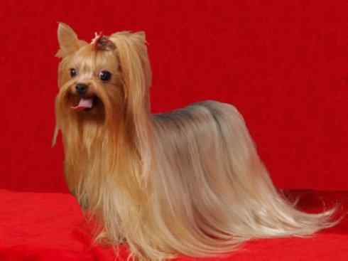 犬科：犬亚科犬属之澳洲野犬、歌唱犬、家犬