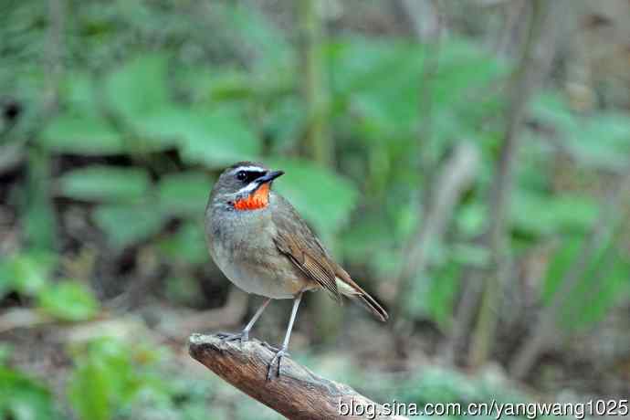 雄性红喉歌鸲（11）