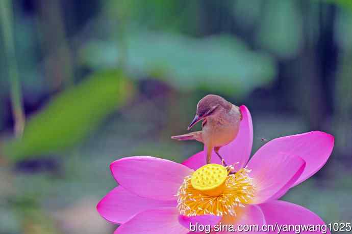 东方大苇莺与荷花（1）