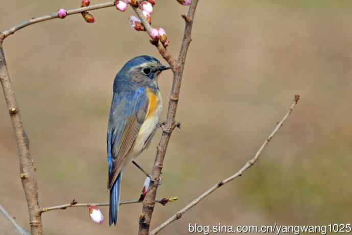 雄性红胁蓝尾鸲（26）