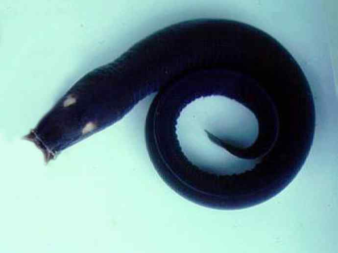 鱼类活化石:盲鳗 鱼类活化石:盲鳗