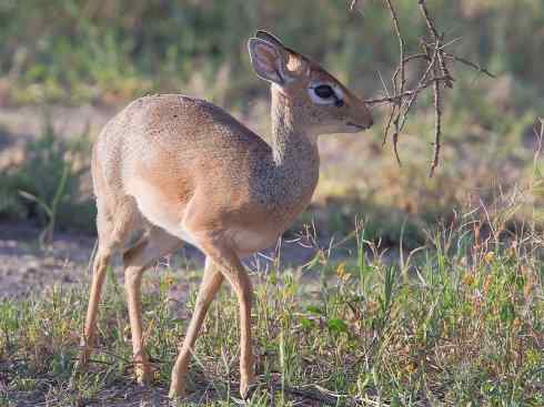 麒麟：传说的兽原型探秘（鹿羚）