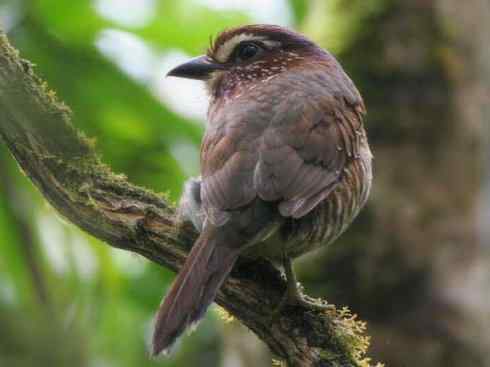 绝色攀禽：佛法僧目之地鴗