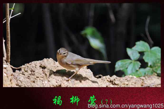 褐柳莺(7) 褐柳莺(7)