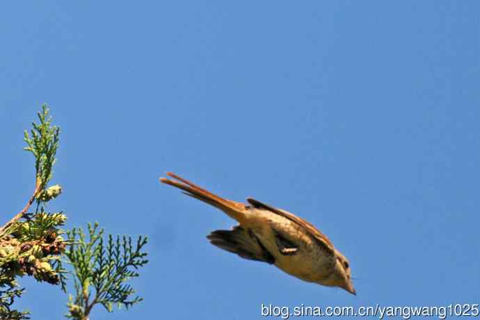 虎纹伯劳(1) 虎纹伯劳(1)