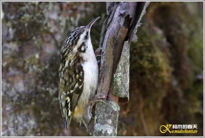 旋木雀&bull;煤山雀&bull;柳莺【照片】