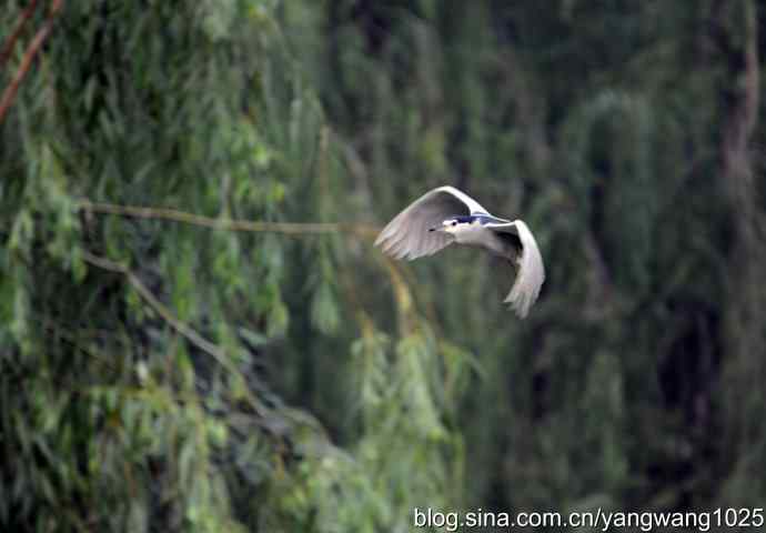 杂片（斑头雁、海鸥、夜鹭）