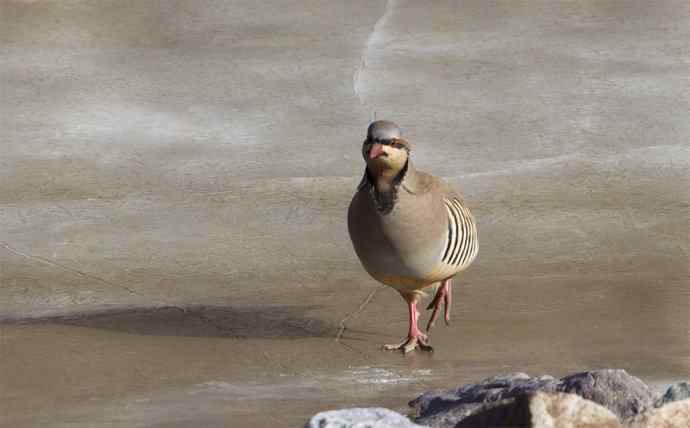 涧底有鸡鸣 wbr石上意踟躇