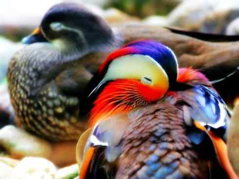 家禽驯化之源之七