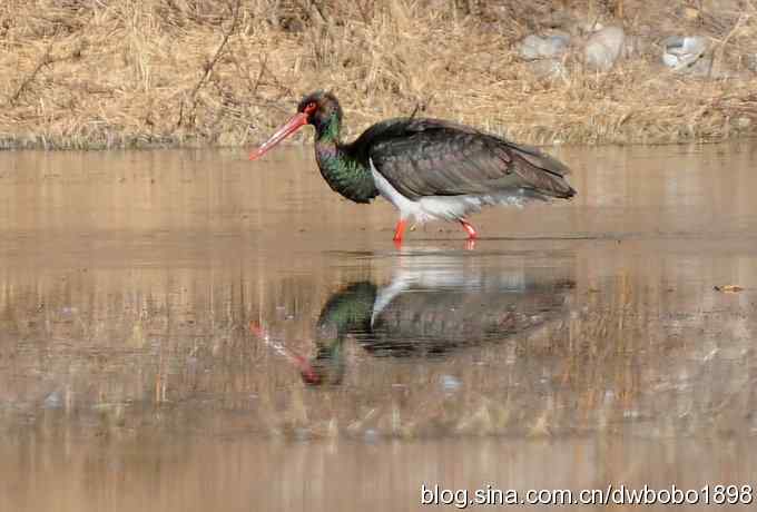 再拍黑巨鸡 再拍黑巨鸡