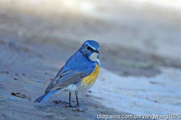 雄性红胁蓝尾鸲（21）