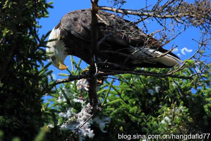 鹰爪之下 wbr焉有完鸟？