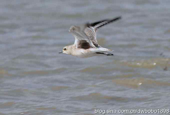 灰斑鸻和楔尾伯劳