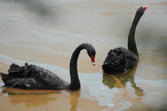 北京麋鹿苑偶遇黑天鹅与啄木鸟