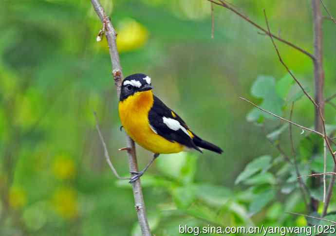 雄性白眉姬鹟（1）