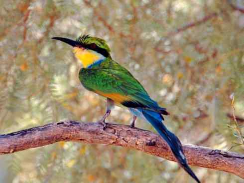 绝色攀禽：佛法僧目之蜂虎2