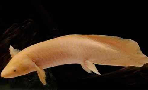 鱼类活化石:澳洲肺鱼 鱼类活化石:澳洲肺鱼