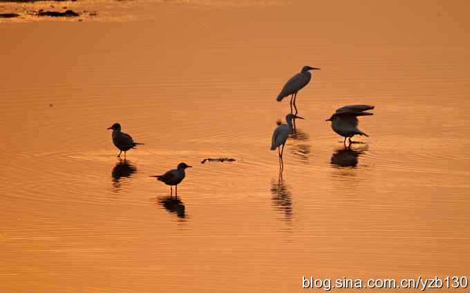 湿地的早晨（组图）