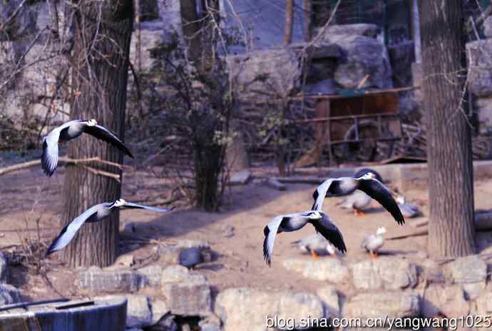 北京动物园的鸟类——斑头雁（抓拍）8