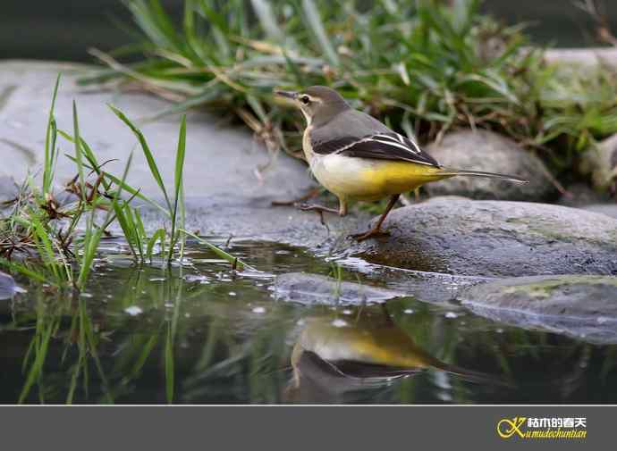 灰鹡鸰一组【实拍】