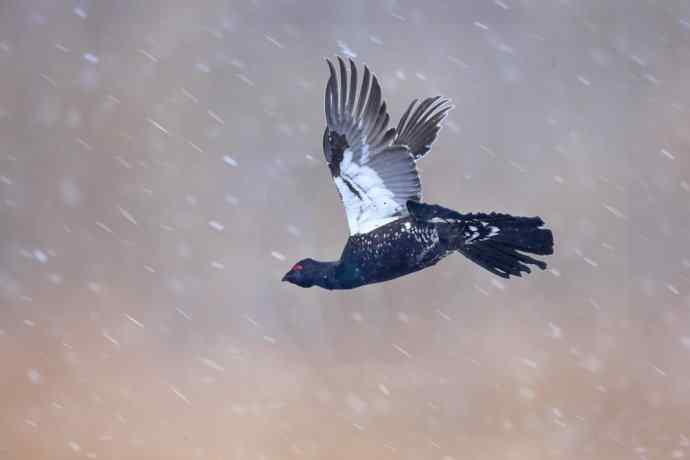 人生到处知何似 wbr恰似飞鸿踏雪泥