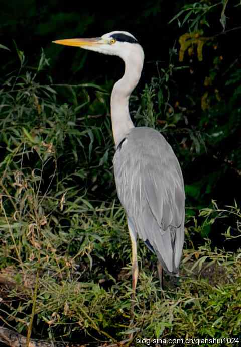 一只漂亮的苍鹭(稻香湖)