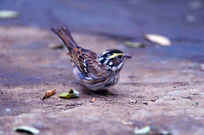 不修边幅（跟踪记录的一只小鸟）2