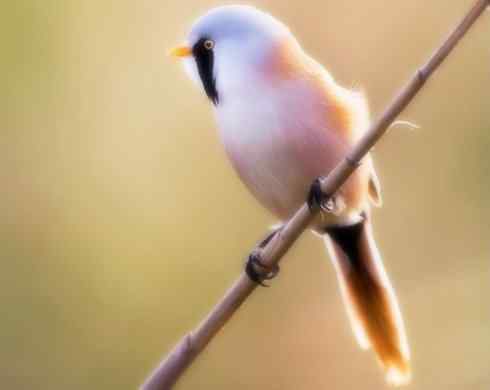 家禽驯化之源之二十