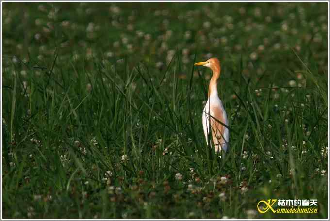 最后一抹夕阳下的鈥溑１仇剽潯菊掌
