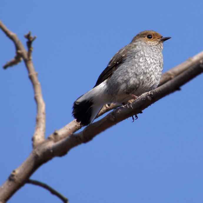 拍鸟黄金季节时