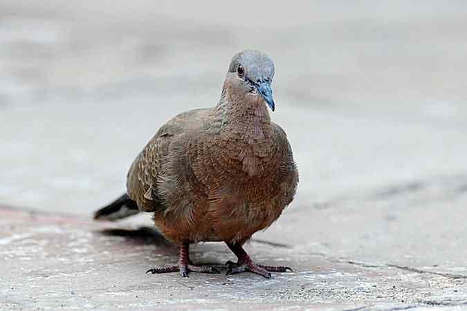 再上衡水湖 wbr续拍明星鸟