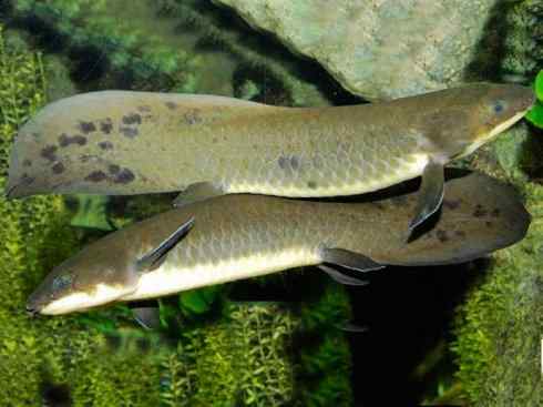 鱼类活化石:澳洲肺鱼 鱼类活化石:澳洲肺鱼