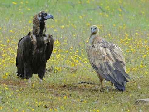 另类鸟类建筑师之一（白鹳、秃鹳）