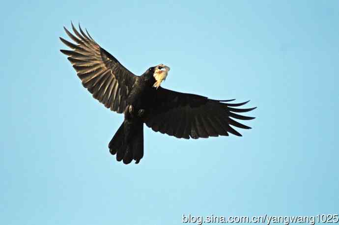 乌鸦也能捕到鱼？？