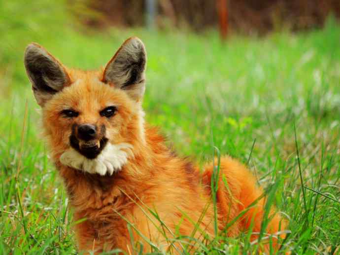 犬科：犬亚科鬃狼属的鬃狼