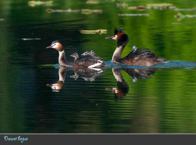 绿意倒映中的pt家园
