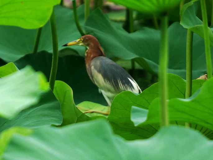 圆明园&nbsp;wbr路&nbsp;wbr荷塘深处觅食的池鹭