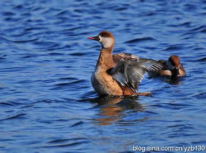 冰之蓝&bull;赤嘴潜鸭&bull;元宵节快乐（组图，15张图片）