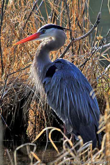 大蓝鹭(5) 大蓝鹭(5)