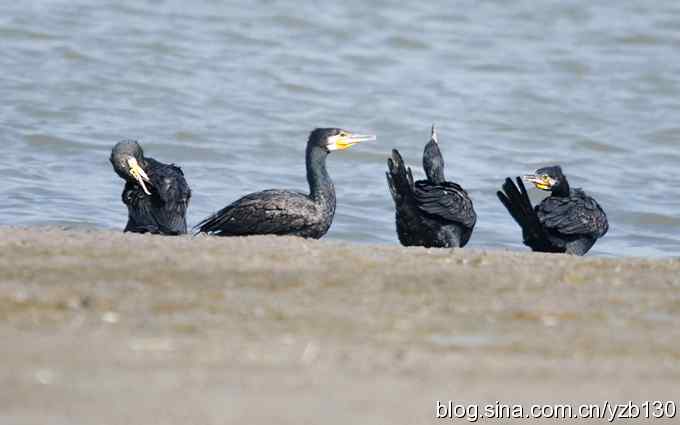 两眼绿光大鸬鹚（组图）