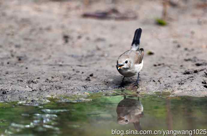 北京天坛公园的鸟类——红喉姬鹟（7）