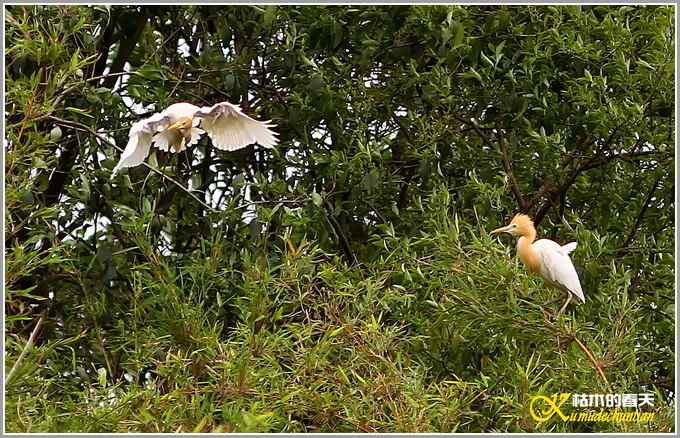 忙碌筑巢的牛背鹭【照片】 忙碌筑巢的牛背鹭【照片】