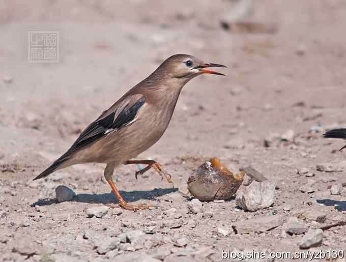 丝光椋鸟在吃什么？（组图，8张图片）